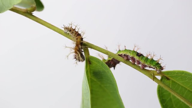 Caterpillars of color Sergeant butterfly are walking on twig (Athyma nefte Cramer) 