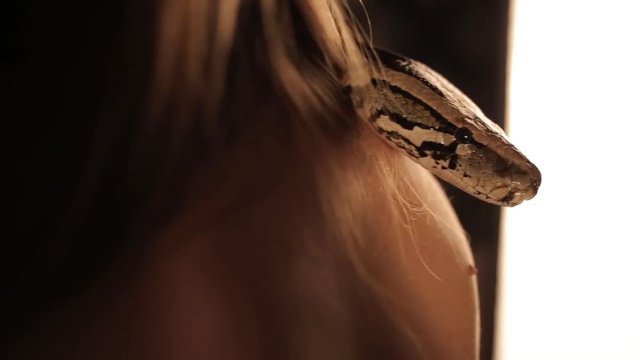 Python look over his shoulder at the girl