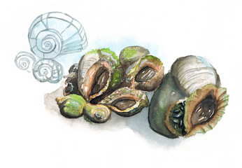 Watercolor hand drawn illustration sketch of still life of Rapana marine delicacy shellfish art on paper