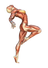 3D Rendering Muscle Maps