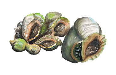 Watercolor hand drawn illustration sketch of still life of Rapana marine delicacy shellfish isolated on white