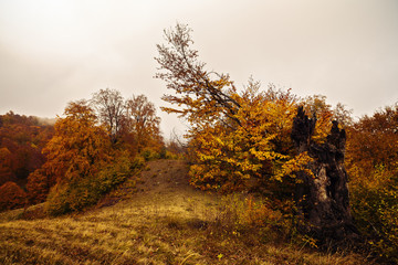 beautiful landscape with trees in autumn colors