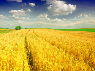 Wheat field against a blue sky