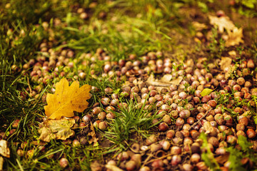 beautiful autumn landscape in park concept