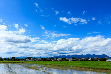 田んぼと榛名山