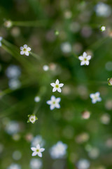 White little flowers in the Altai mountains, Russia