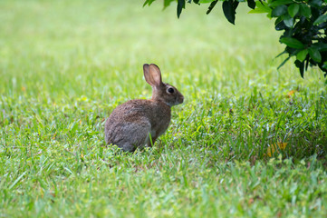 young rabbit