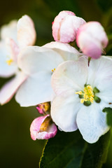 Fototapeta na wymiar Close up of the pear tree flowers