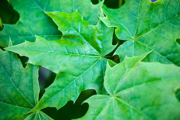 Green maple leaves