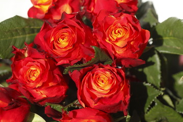 Rote Rosen auf einem Blumenmarkt