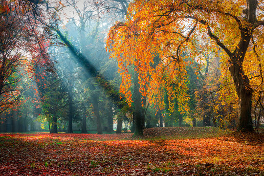 Fototapeta Mglisty poranek jesienią w parku