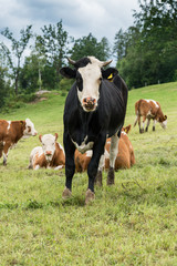 Naklejka na ściany i meble Schwarzbunte Kuh mit braunen Kollegen auf der Weide