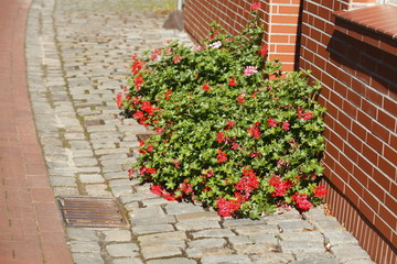 Rote Geranien auf Fußweg