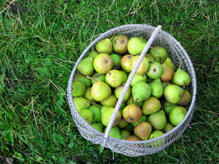 Pears in a basket