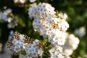 Blooming Spiraea shrub