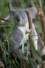koala bear