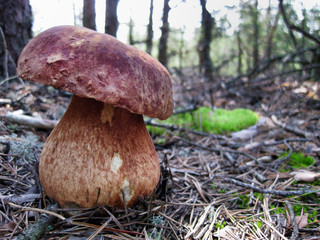 Wild boletus