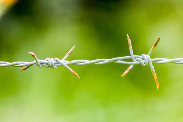 Bared Wired with green background