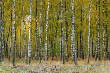 Fototapeta premium Unga björkstammar i höstfärger