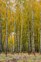 Fototapeta premium Unga björkstammar i höstfärger