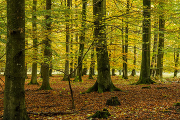 Trädstammar i bokskog i höstfärger