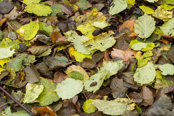 Fallna höstlöv på marken