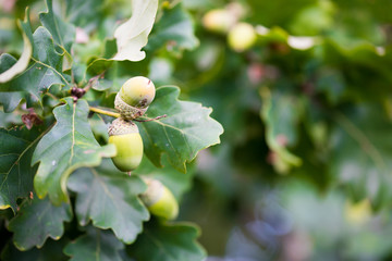 Oak branch with green acorns/tits on a sunny day. Closeup. 