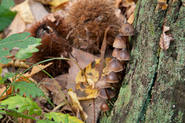 Mushrooms in the wild, with yellow autumnal leaves