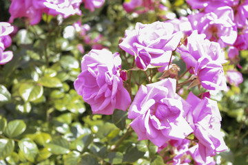 Fototapeta na wymiar Bright Roses