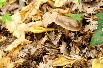 Mushrooms in the wild, with yellow autumnal leaves