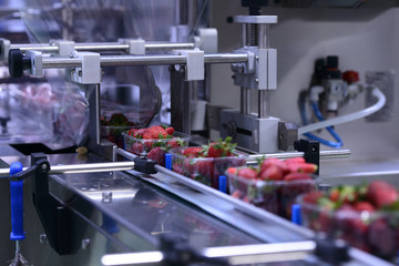 Strawberries  on conveyor belt on packing line
