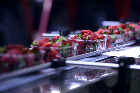 Strawberries  on conveyor belt on packing line