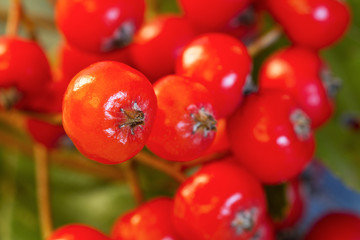 Rowan berries. Selective focus. Close-up