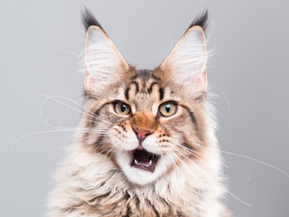 Portrait of domestic black tabby Maine Coon kitten - 5 months old. Cute striped kitty looking at...