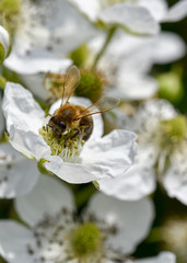 Closeup of Bee on raspberry flower growing in garden.Raspberry Flowers blooming in spring season. Bee collecting honey .Copy pace for botanical gardening,horticulture ideas,designs and concepts.