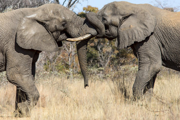 Elephant with trunks intertwined