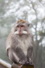 Wild monkey close up, Indonesia, Bali.
