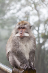 Obraz premium Wild monkey close up, Indonesia, Bali.