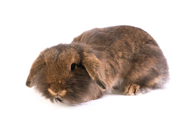 Brown French Lop rabbit isolated on white
