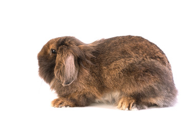 Brown French Lop rabbit isolated on white