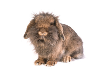 Obraz premium Brown French Lop rabbit isolated on white