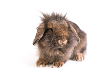 Fototapeta premium Brown French Lop rabbit isolated on white