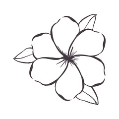 delicate flower drawing icon image vector illustration design 