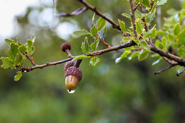 Obraz premium Branch of kermes oak on rainy day, with spiny evergreen leaves and a colorful acorn with crimson cupule. Wild fruits.