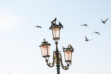 Fototapeta na wymiar Doves on a pink lanterns, Venice, Italy 