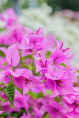 Obraz premium Bougainvillea flowers beautiful purple