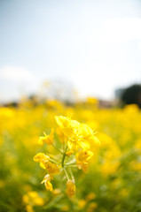 Obraz premium 菜の花