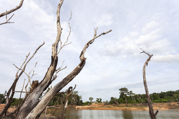 Dead tree.
