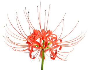 Single red spider lily flower cluster isolated over a white background