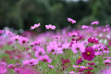 コスモス畑